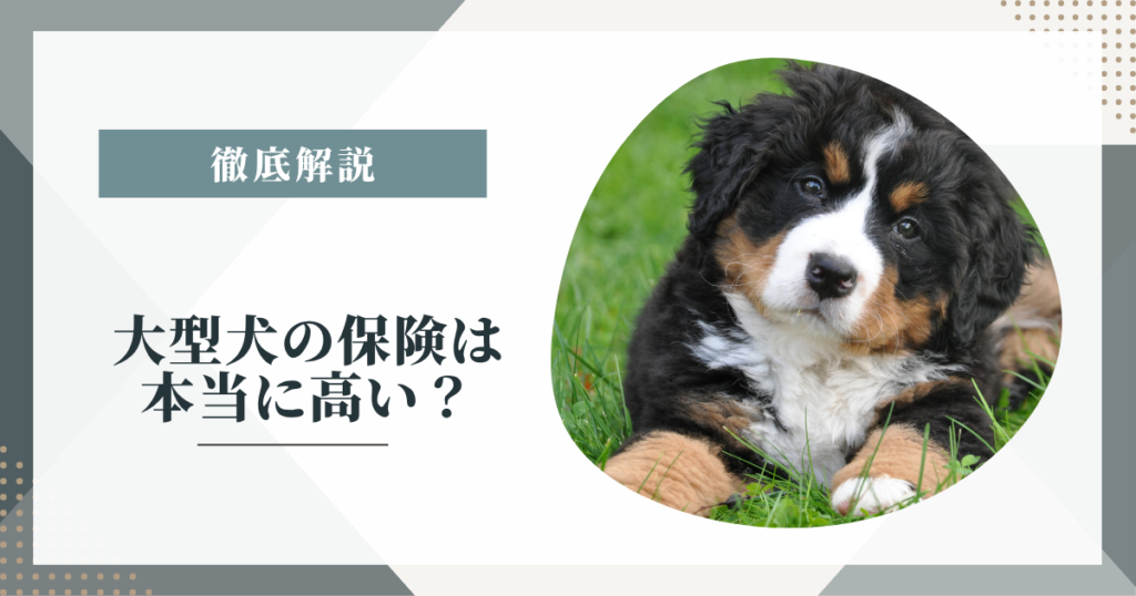 大型犬の保険は本当に高い？知恵袋で多い疑問を体重区分と大型犬の病気から確認
